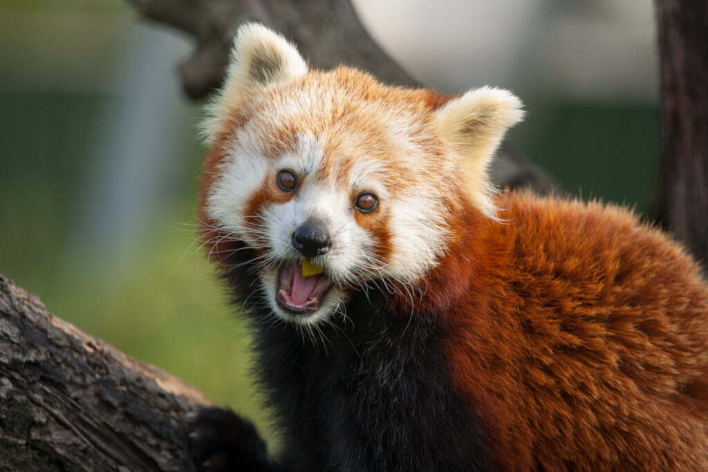Grundlagen der Tierfotografie im Zoo Leipzig