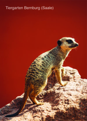 Postkarte Tiergarten Bernburg (Saale) | Motiv 01 Erdmännchen