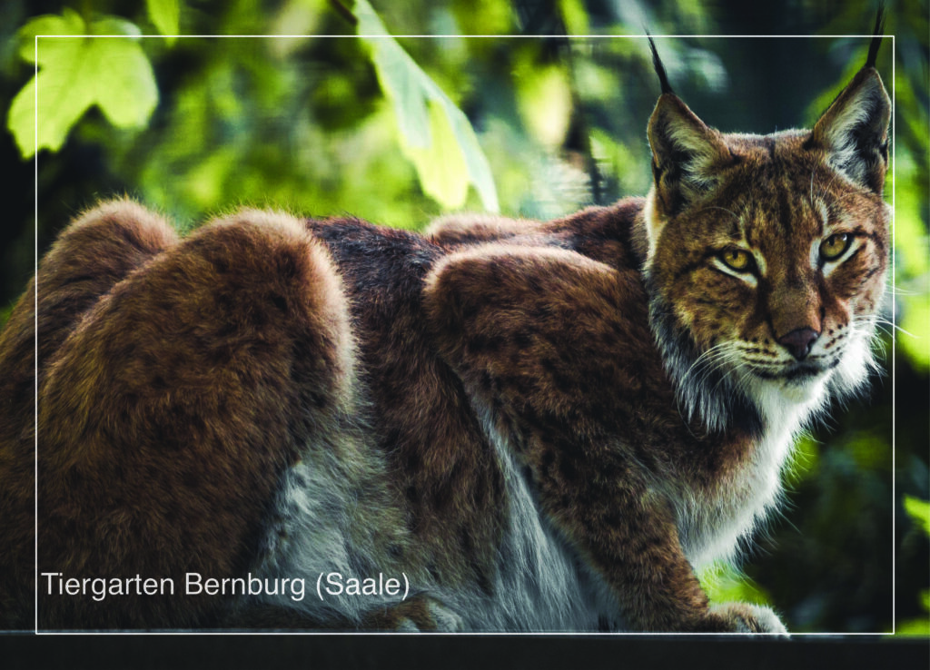 Postkarte Tiergarten Bernburg (Saale) | Motiv 09 Auf dem Sprung