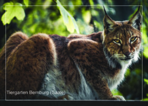 Postkarte Tiergarten Bernburg (Saale) | Motiv 09 Auf dem Sprung