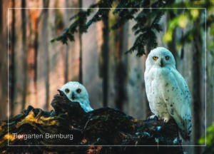 Postkarte Tiergarten Bernburg (Saale) | Motiv 10 Zwei Schnee Eulen
