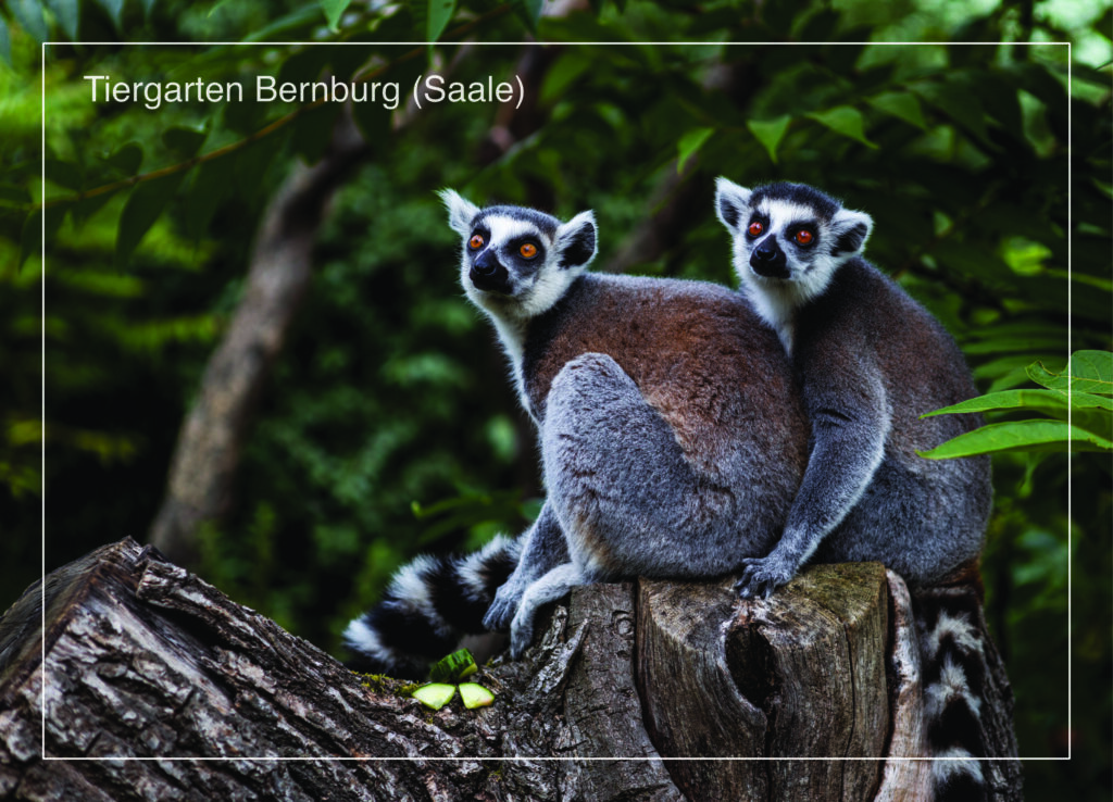 Postkarte Tiergarten Bernburg (Saale) | Motiv 12 Freundschaft