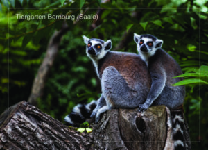 Postkarte Tiergarten Bernburg (Saale) | Motiv 12 Freundschaft