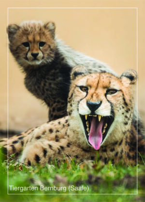 Postkarte Tiergarten Bernburg (Saale) | Motiv 13 Gepard