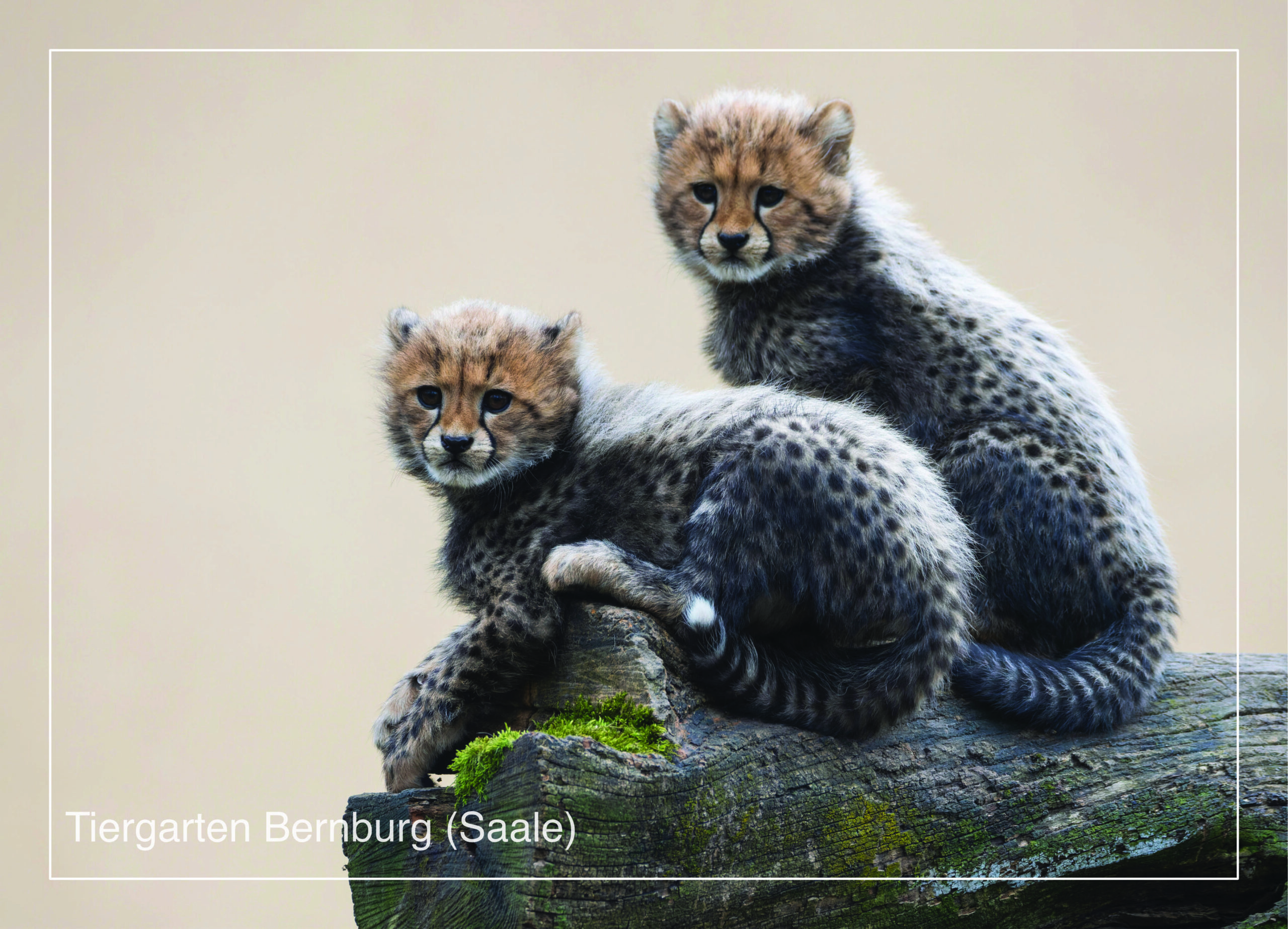 Postkarte Tiergarten Bernburg (Saale) | Motiv 14 Geparden Geschwister