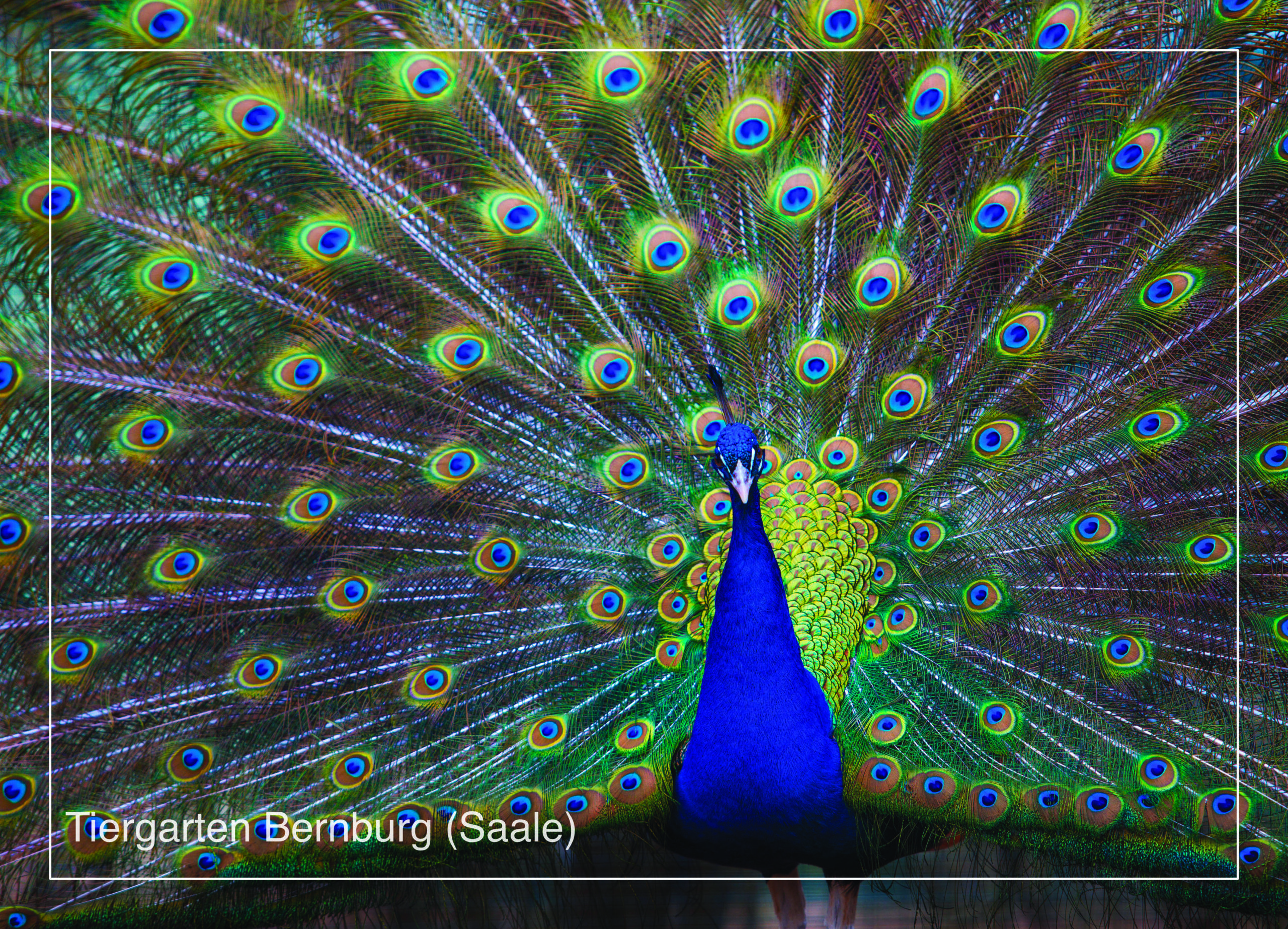 Postkarte Tiergarten Bernburg (Saale) | Motiv 15 Pfau