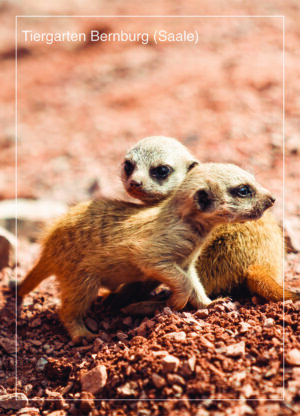 Postkarte Tiergarten Bernburg (Saale) | Motiv 02 Erdmännchennachwuchs