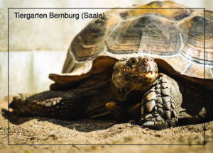 Postkarte Tiergarten Bernburg (Saale) | Motiv 15 Spornschildkröte