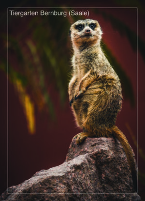 Postkarte Tiergarten Bernburg (Saale) | Motiv 03 Aufmerksamer Wächter