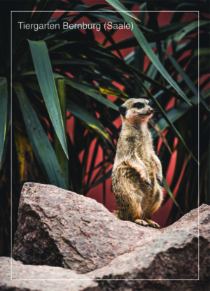 Postkarte Tiergarten Bernburg (Saale) | Motiv 05 Ruhe bewahren