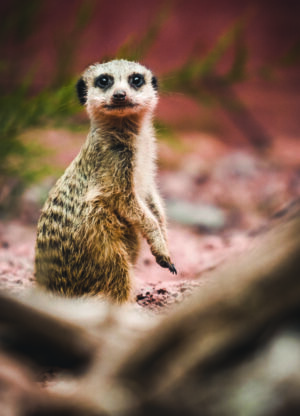 Postkarte Tiergarten Bernburg (Saale) | Motiv 06 Aufpassen