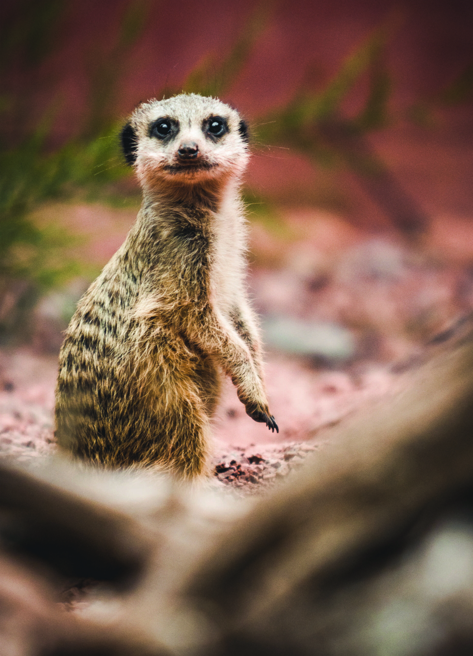 Postkarte Tiergarten Bernburg (Saale) | Motiv 06 Aufpassen