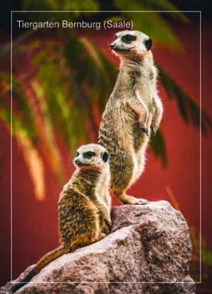 Postkarte Tiergarten Bernburg (Saale) | Motiv 04 Dream Team