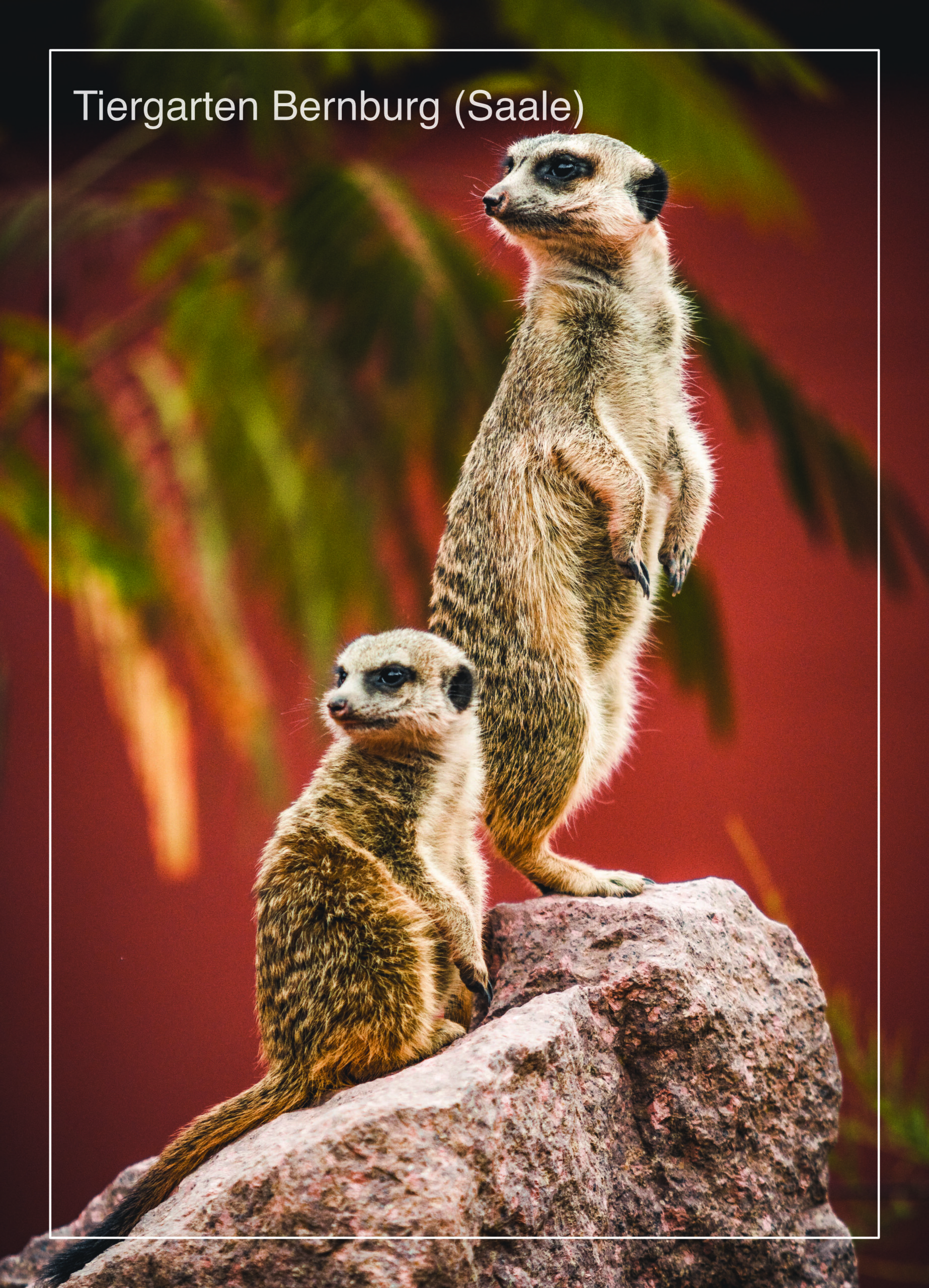 Postkarte Tiergarten Bernburg (Saale) | Motiv 04 Dream Team