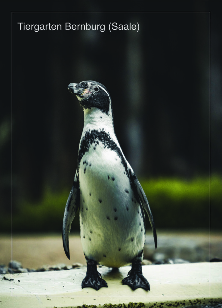 Postkarte Tiergarten Bernburg (Saale) | Motiv 07 Humboldt-Pinguin