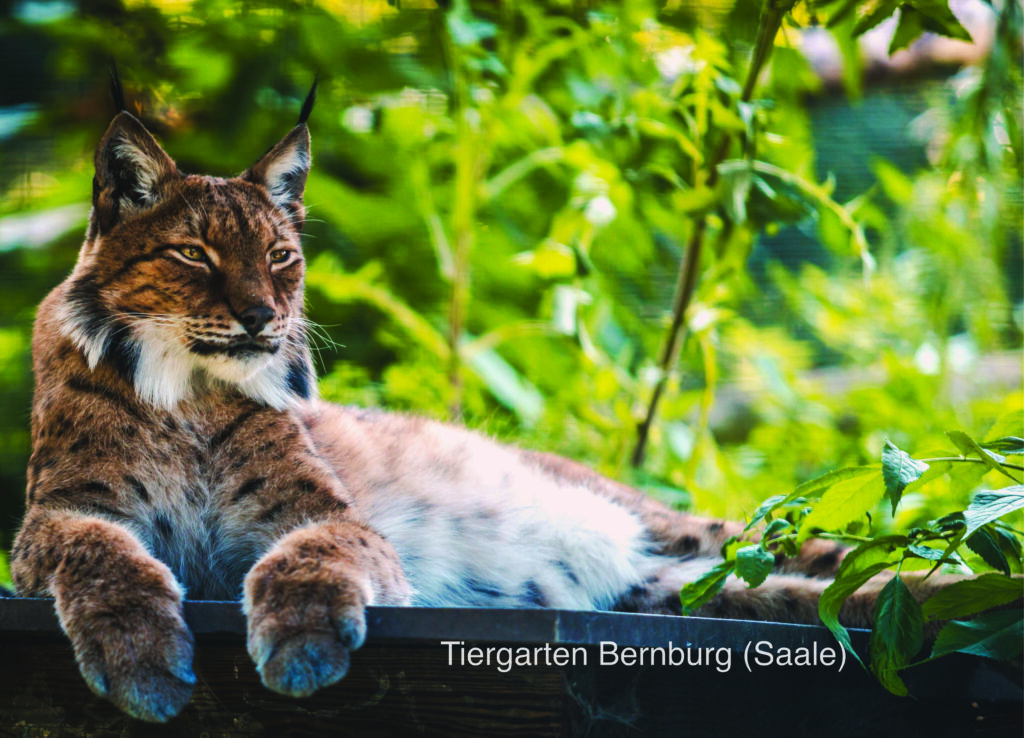 Postkarte Tiergarten Bernburg (Saale) | Motiv 08 Ruhender Luchs