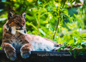 Postkarte Tiergarten Bernburg (Saale) | Motiv 08 Ruhender Luchs