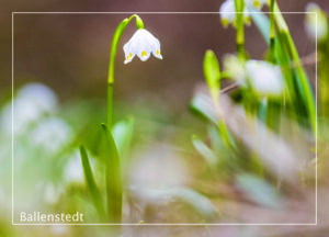Postkarte Harz | Motiv 08 Märzenbecher